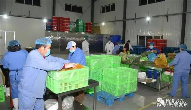 戰(zhàn)疫情 楊凌在行動｜蔬菜“動起來” 群眾少跑腿